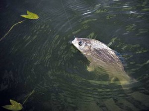 1339594372_2128_club-fish.ru_1