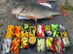 Выбор цвета приманки для окуня