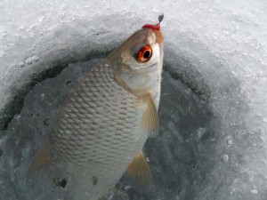 Зимняя рыбалка. Ловля на мормышку окуня в прибрежной части водоема.